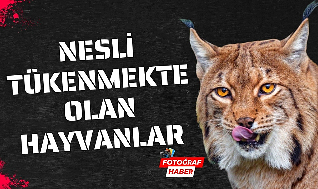 Nesli tükenmekte olan hayvanlar