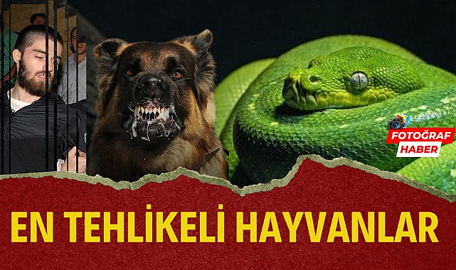 Dünyanın en tehlikeli hayvanları Yılda kaç insan ölüyor?