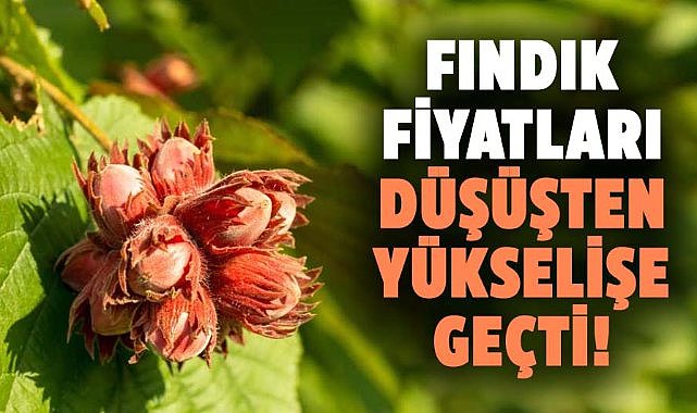 Fındık fiyatları düşüşten yükselişe geçti!