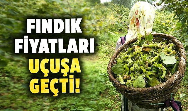 Fındık fiyatları yükselişte! Üreticinin beklentisi büyüyor