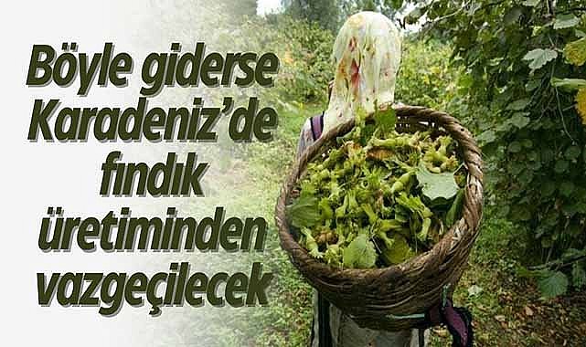 Böyle giderse Karadeniz’de fındık üretiminden vazgeçilecek