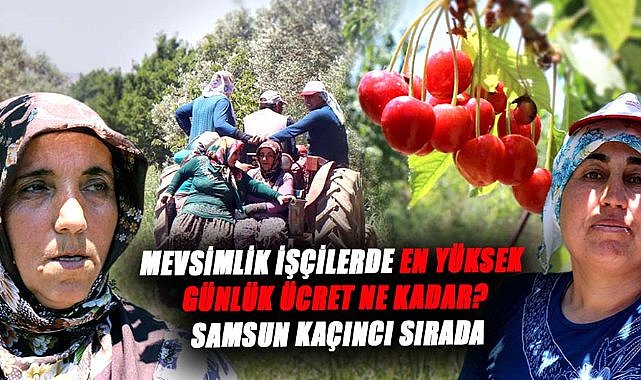Mevsimlik işçilerde en yüksek günlük ücret ne kadar? Samsun kaçıncı sırada?