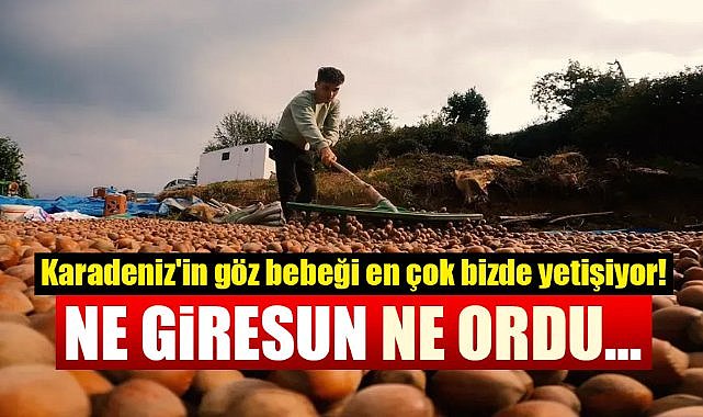 Karadeniz'in göz bebeği Fındık en çok Samsun'da yetişiyor