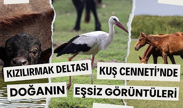 Samsun'da Kızılırmak Deltası Kuş Cenneti'nde doğanın eşsiz görüntüleri
