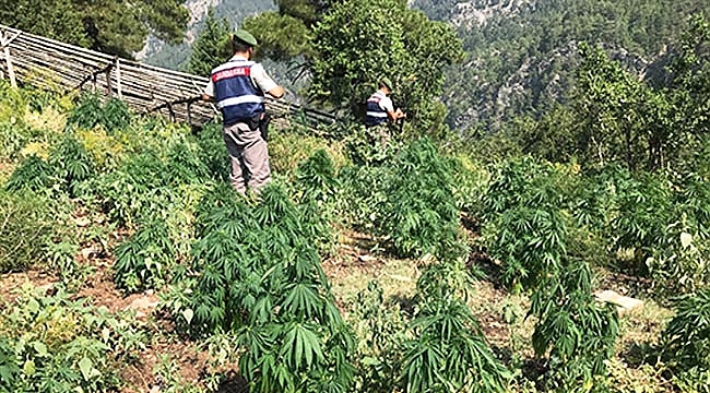 Çarşamba’da uyuşturucu operasyonu