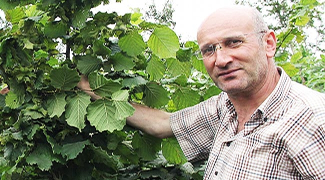 Fındıkta yeni çeşitler çotanaklaştı 