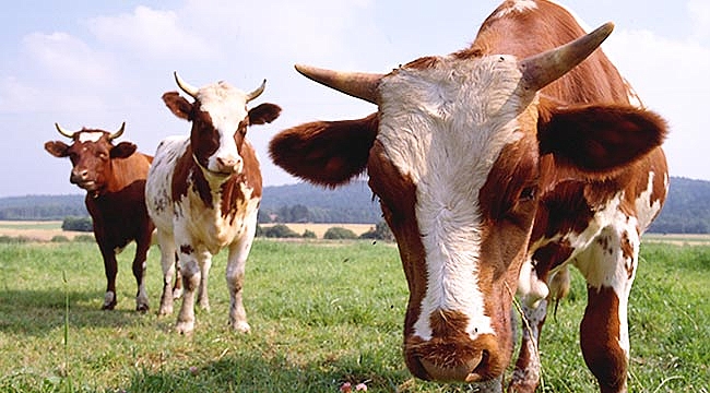 Kurbanlık için yeteri kadar stok var