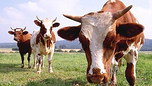 Kurbanlık için yeteri kadar stok var