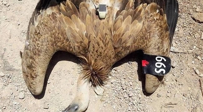 Türkiye sınırında kameralı çipli kuş