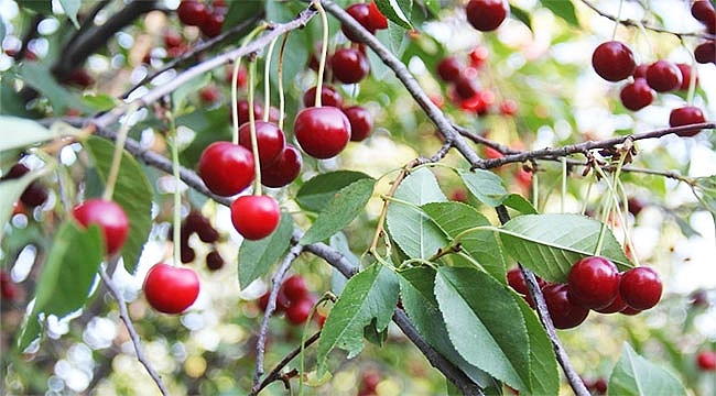 40 ton vişne ağaç dallarında çürüyor