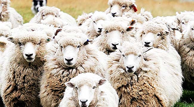 5 milyon 150 bin kurbanlık hazır