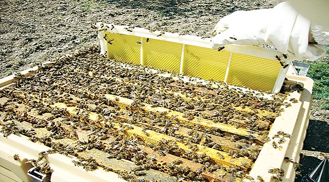 Arap turizmi bal ihracatını arttırdı 