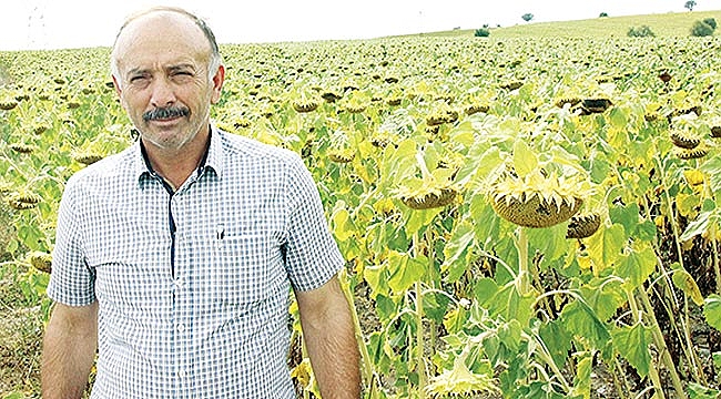 Ayçiçeğinde hasat dönemi