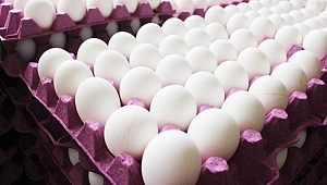 Belçika’da zehirli yumurta skandalı