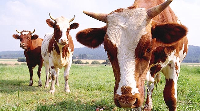 Büyükbaş kurbanlıkların kilosu 18 liradan başlıyor