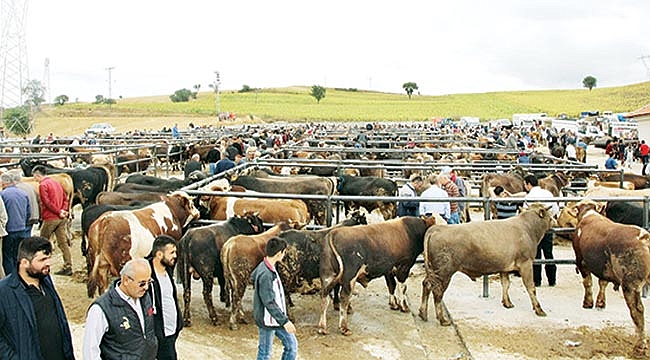 Canlı hayvan pazarında hareketlilik başladı
