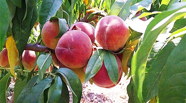 Çarşamba Ovası’nda şeftali üretimi artıyor