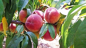 Çarşamba Ovası’nda şeftali üretimi artıyor