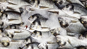 Çupra Karadenizli oldu