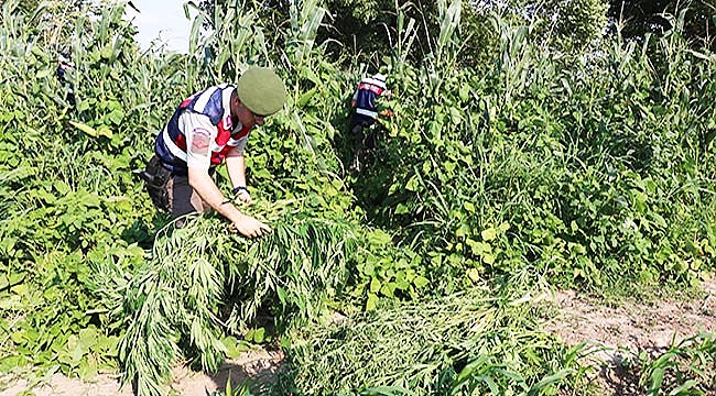 Drone ile havadan kenevir operasyonu