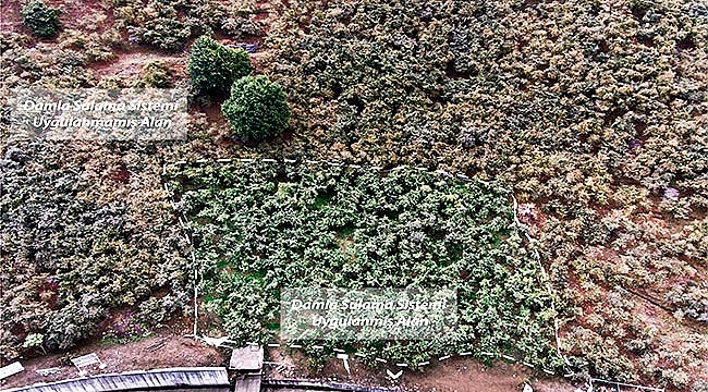 Fındık bahçelerinde damla sulama farkı