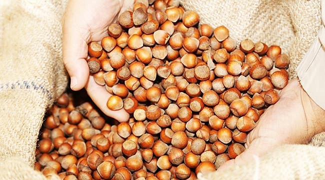 Fındık fiyatları memnun etmedi
