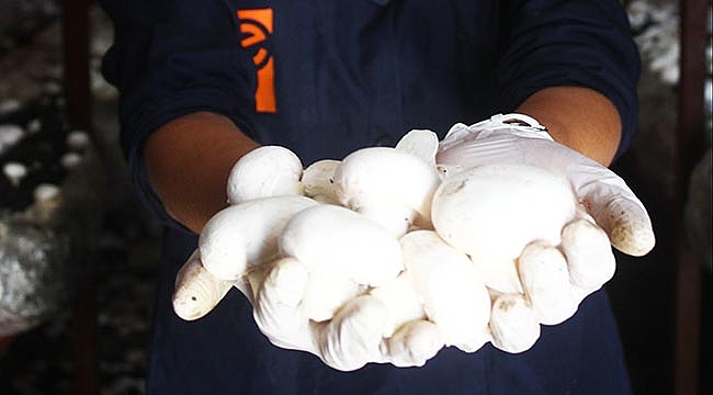 Kadın çiftçi hibe ile mantar serası kurdu