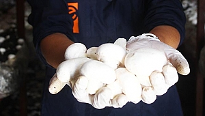 Kadın çiftçi hibe ile mantar serası kurdu