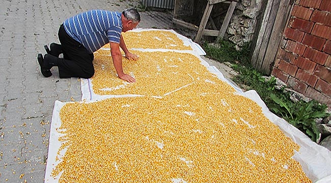 Kavak'ta mısır hasadına erken başlandı 