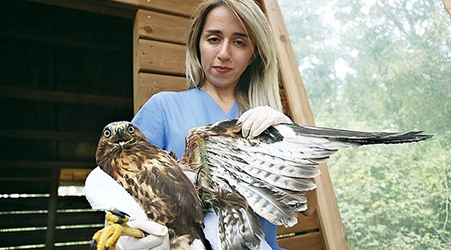 Kızıl şahine metal pim takıldı