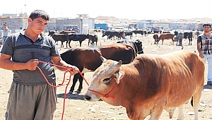 ‘KURBANA EZİYET ETMEYİN’