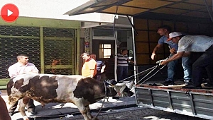 Kurbanlık boğa dehşet saçtı: 3 yaralı