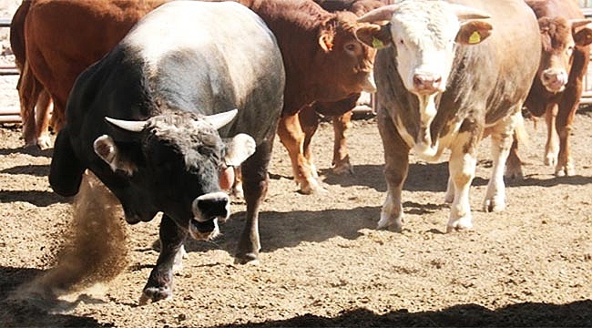 Kurbanlık dana sahibini öldürdü