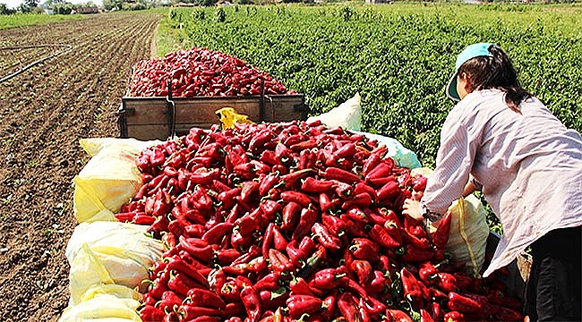 Meşhur Bafra salçalık kırmızıbiberde hasat zamanı