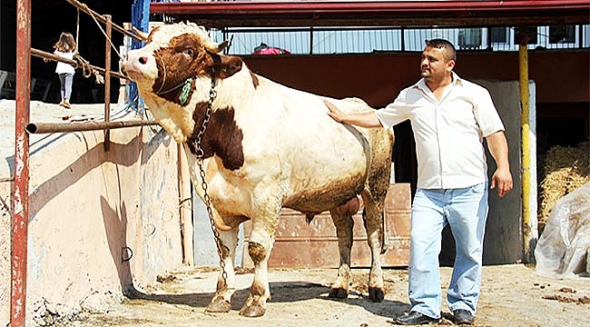 OTOMOBİL FİYATINA KURBANLIK BOĞA