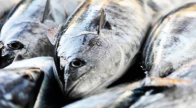 Palamut bu sezon da yüz güldürecek