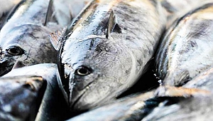 Palamut bu sezon da yüz güldürecek