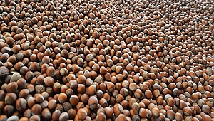 Pazara 445 bin ton fındık indi 