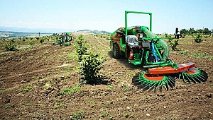 TÜRKİYE'NİN İLK FINDIK ÇİFTLİĞİ SAMSUN'DA KURULUYOR