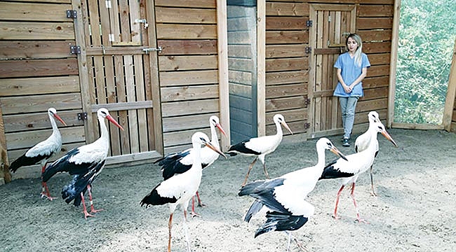 YARALI LEYLEKLERİ GÖÇE HAZIRLIYOR