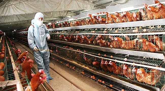 Yumurta krizi Türkiye  için fırsat olur mu?