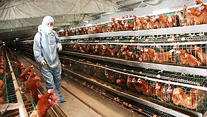 Yumurta krizi Türkiye  için fırsat olur mu?