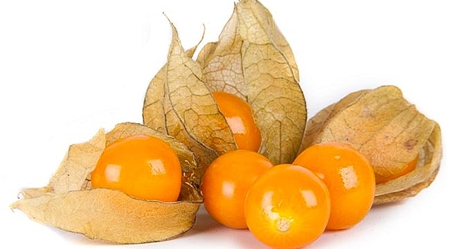 Altın Çilek  Karadeniz'de yetiştirilebilecek