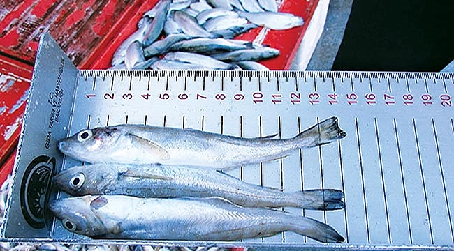 Balık avına sıkı denetim