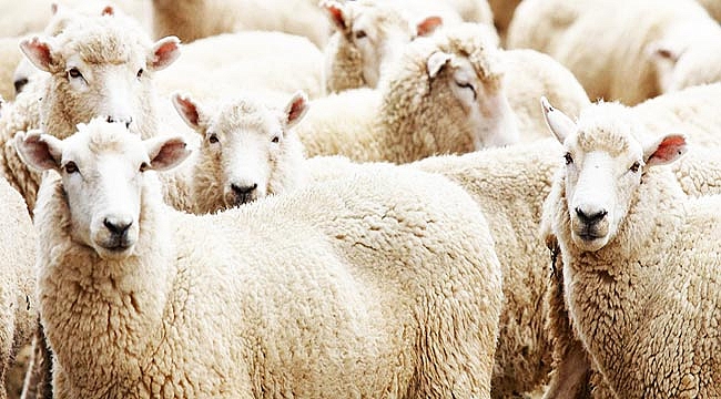 Bayram sonrası kurbanlık bilançosu