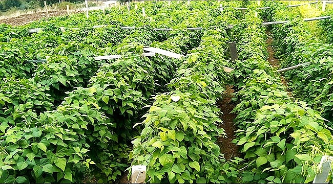 Bu fasulye pazara inmeden satılıyor