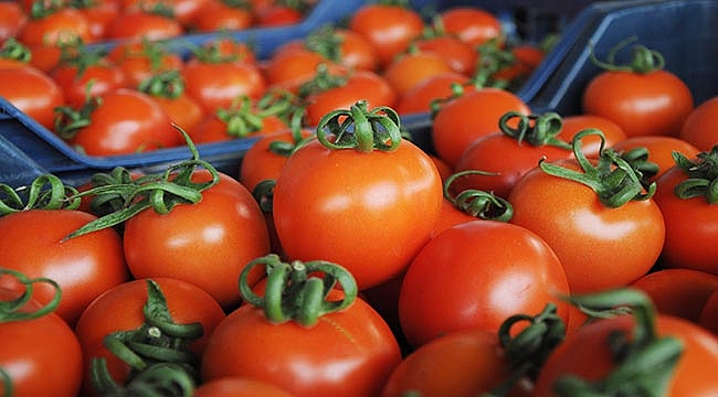 Domatesçi umutlandı