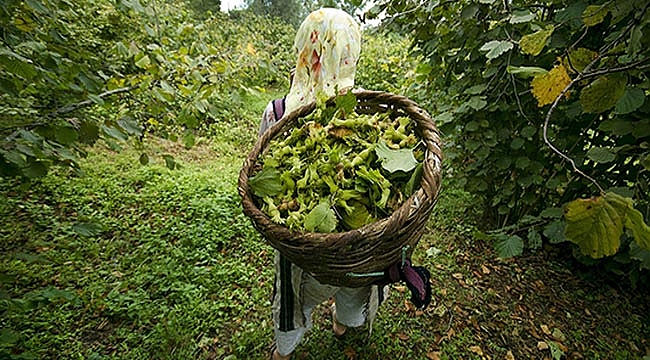 FINDIK İÇİN TİM KURDULAR
