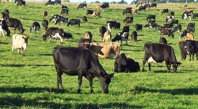 Hayvan ithalatında gözetim kapsamı genişletildi