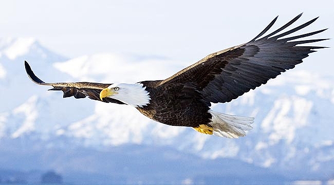 kartal-bir-koyu-kul-edecekti.jpg